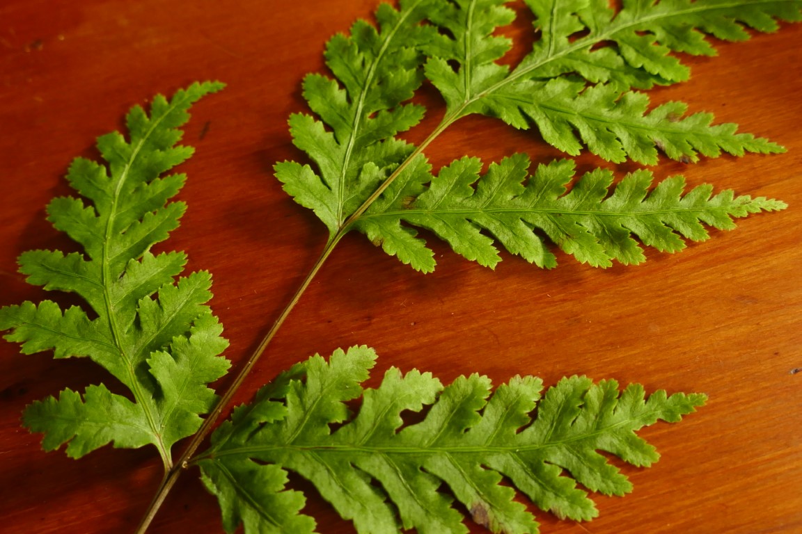 Sweet fern - Pteris macilenta - some differences | Karamea.nz