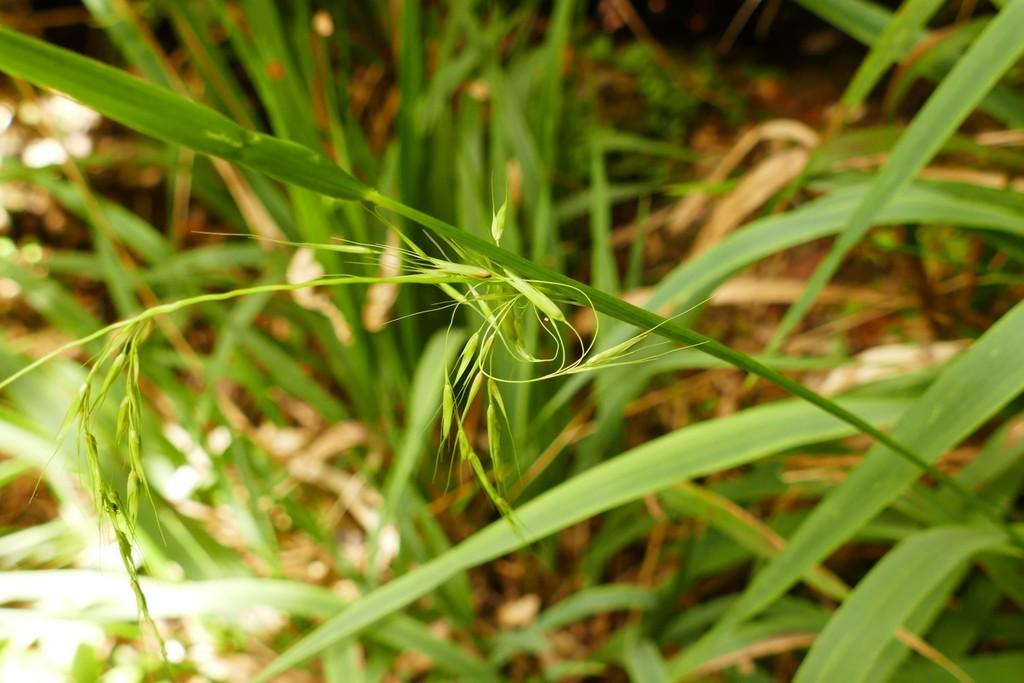 Microlaena avenacea | Karamea.nz